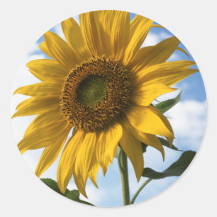 Adesivo Redondo Califórnia, Um Girassol Mammoth (Helianthus) 4