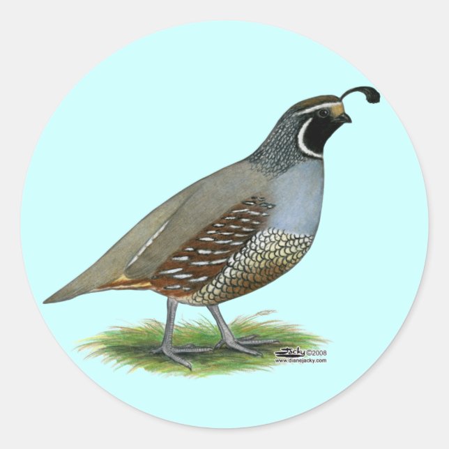 Adesivo Redondo California Valley Quail (Frente)