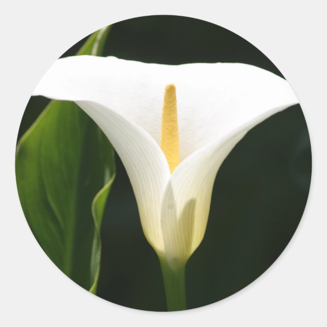 Adesivo Redondo Calla Lily (Frente)
