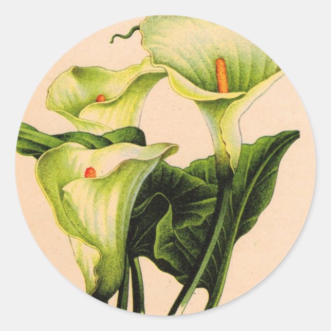 Adesivo Redondo calla lily calla lily (Frente)