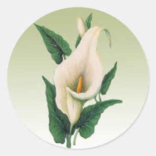 Adesivo Redondo Calla Lily Sticker