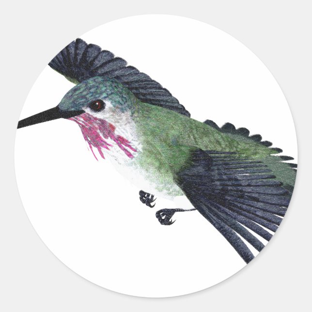 Adesivo Redondo Calliope Hummingbird (Frente)
