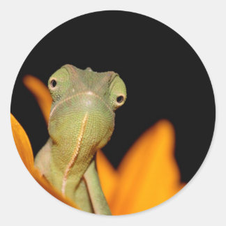 Adesivo Redondo camaleão