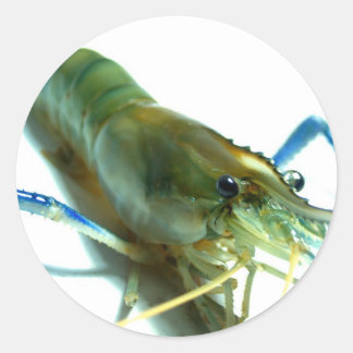 Adesivo Redondo camarão