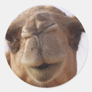 Adesivo Redondo Camel Stickers