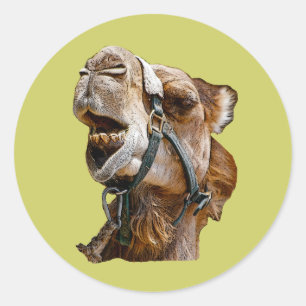 Adesivo Redondo Camel Stickers