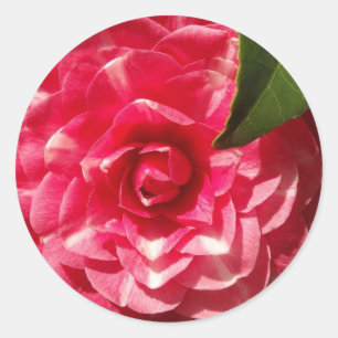Adesivo Redondo camélia cor-de-rosa