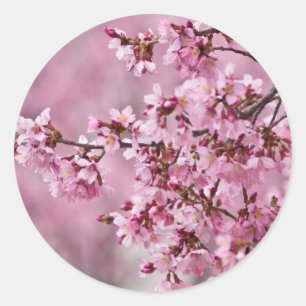 Adesivo Redondo Camélias Sakura Camadas Rosa Pastel