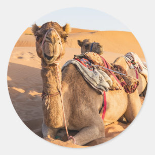 Adesivo Redondo Camelo no deserto de Omã