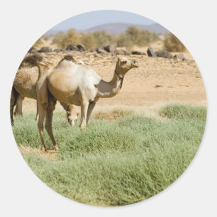 Adesivo Redondo Camelos Selvagens