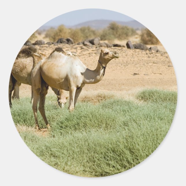 Adesivo Redondo Camelos Selvagens (Frente)