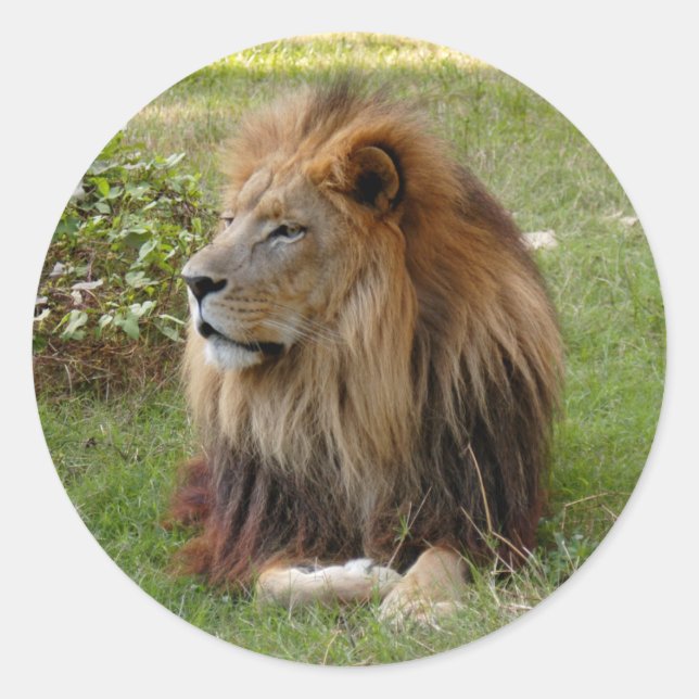 Adesivo Redondo Cameron 3 11x11 (Frente)