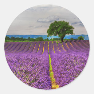 Adesivo Redondo Campo de lavanda panorâmico, França