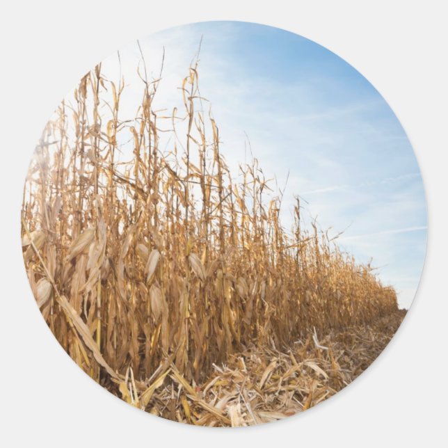 Adesivo Redondo Campo de milho em parte colhido (Frente)