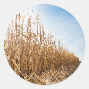 Adesivo Redondo Campo de milho em parte colhido