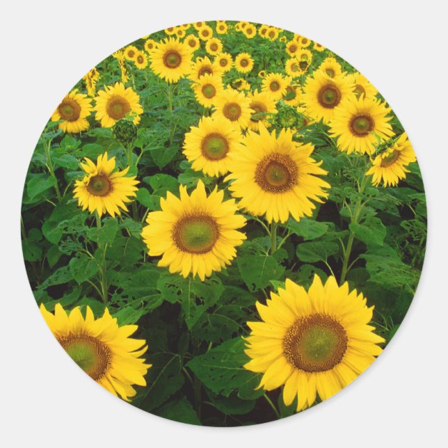 Adesivo Redondo Campo de Sunflower (Frente)