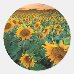 Adesivo Redondo Campo do girassol em Longmont, Colorado