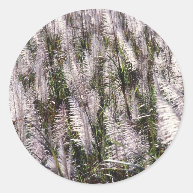 Adesivo Redondo Cana (Frente)