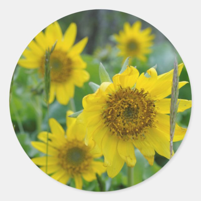 Adesivo Redondo Canadá, Colúmbia Britânica, Ilha de Vancouver 5 (Frente)