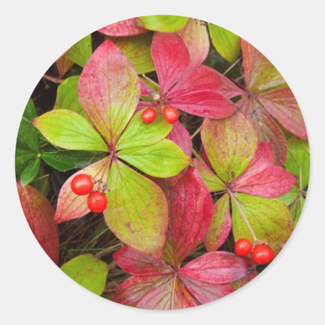 Adesivo Redondo Canadá, Colúmbia Britânica, Monte Robson (Frente)