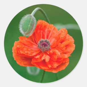 Adesivo Redondo Canadá, New Brunswick ,