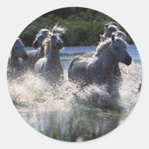 Adesivo Redondo Canal de Passagem de Chintoteague Ponies