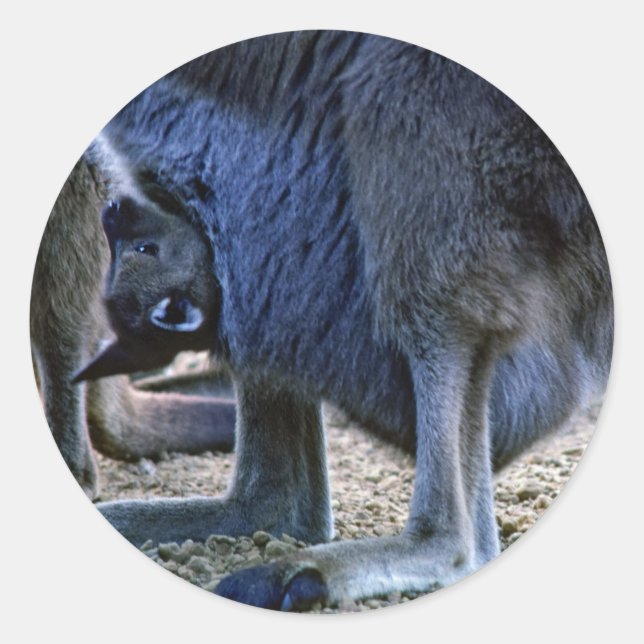 Adesivo Redondo Canguru bebê na bolsa da mãe - Austrália (Frente)