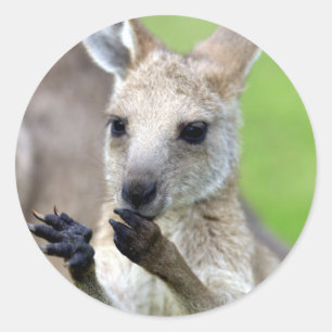 Adesivo Redondo Canguru bonito do joey