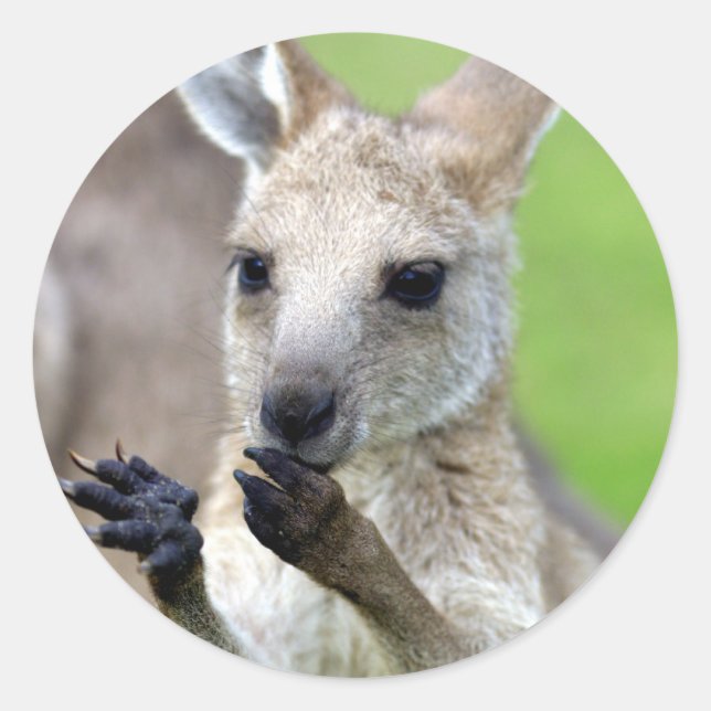 Adesivo Redondo Canguru de joey bonito (Frente)