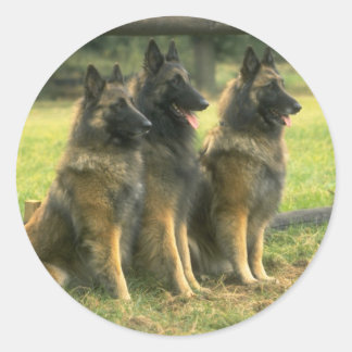 Adesivo Redondo Caninos german shepherd