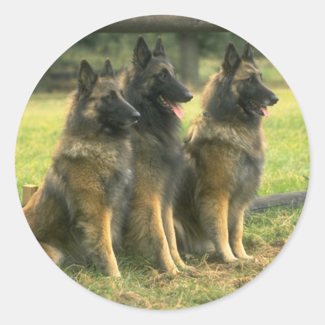 Adesivo Redondo Caninos german shepherd (Frente)