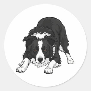 Adesivo Redondo Cão Border Collie