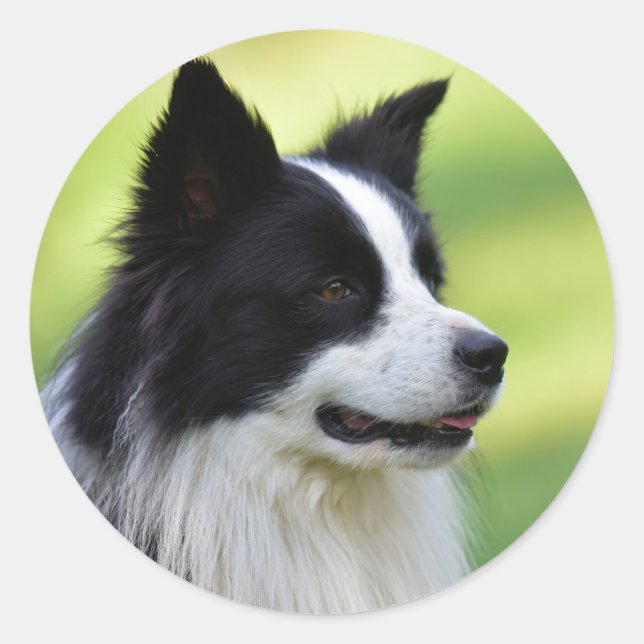 Adesivo Redondo Cão Border Collie Preto e Branco (Frente)