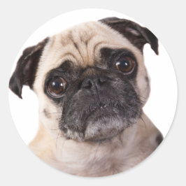 Adesivo Redondo cão de cachorrinho