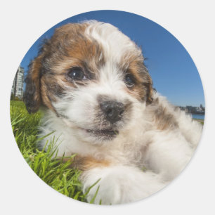 Adesivo Redondo Cão de filhote de cachorro bonito (Shitzu)