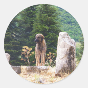 Adesivo Redondo Cão de pastor anatólio - Ephesus, Turquia