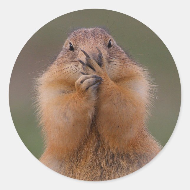 Adesivo Redondo cão de pradaria (Frente)