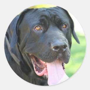 Adesivo Redondo Cão de Tosa Inu