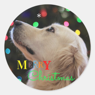 Adesivo Redondo Cão do "Feliz Natal" que olha fixamente no floco