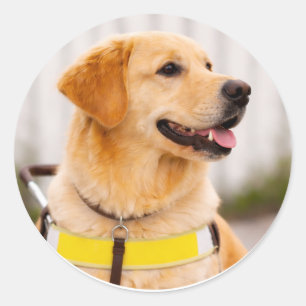 Adesivo Redondo Cão Guia da Raça Golden Retriever Perfil Direito