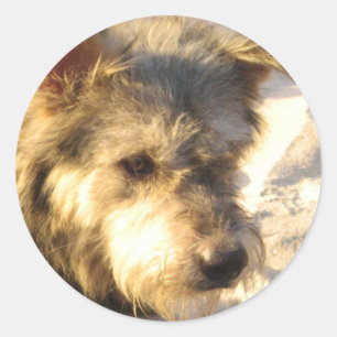 Adesivo Redondo Cão tailandês da praia