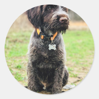 Adesivo Redondo Cãozinho Griffon ponteado por fios