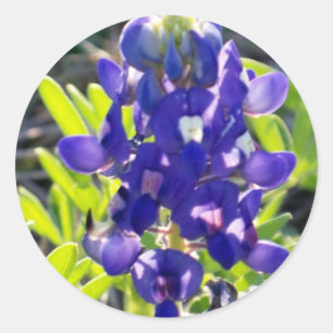 Adesivo Redondo Capota azul