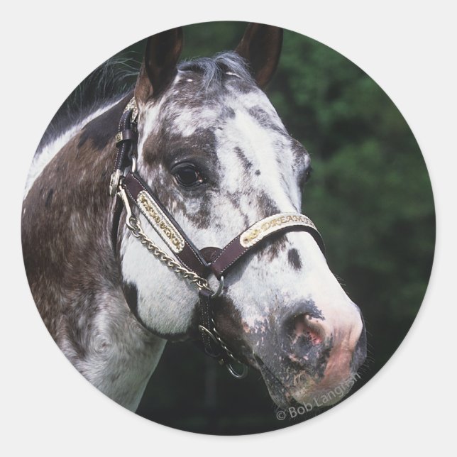 Adesivo Redondo Captura de cabeça do cavalo Appaloosa 2 (Frente)