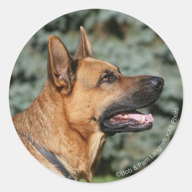 Adesivo Redondo Captura de german shepherd 1 (Frente)