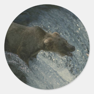 Adesivo Redondo Captura de Ursos Grizzly para Salmão