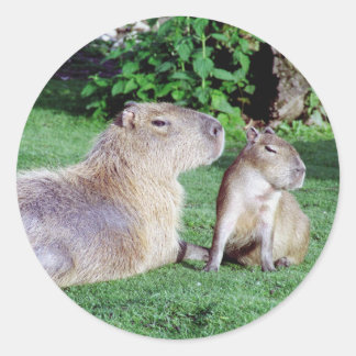 Adesivo Redondo Capybara Mãe e Son Stickers