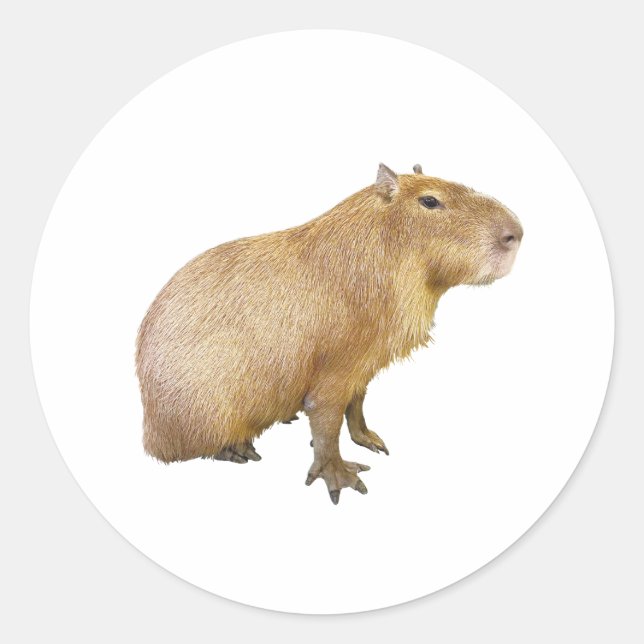 Adesivo Redondo capybara sticker (Frente)