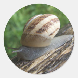 Adesivo Redondo Caracóis