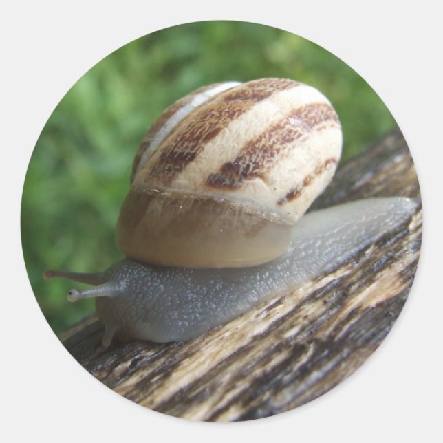 Adesivo Redondo Caracóis (Frente)